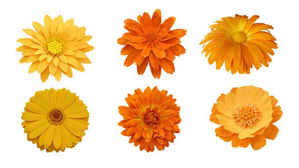 Various types of paper marigolds Various types of paper marigolds